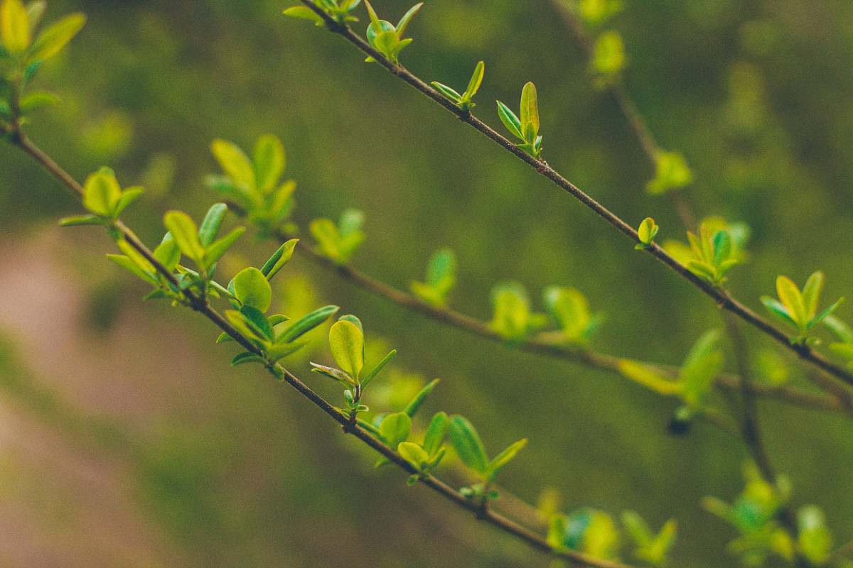 twin trestle trailhead selective focus photography of green leafed plant shelby